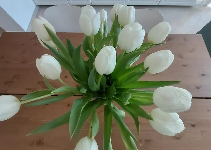 Allegra 베르가모